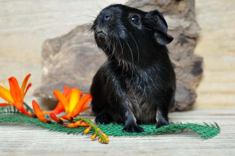 Free stock image of Pet created by Pixabay