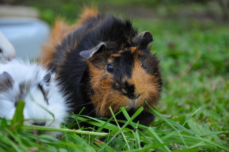 Free stock image of Cute created by Pixabay