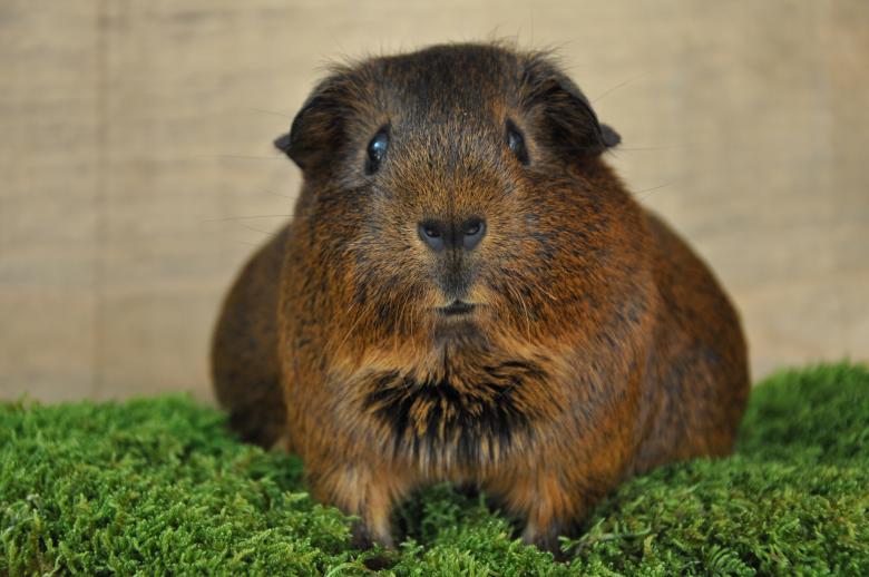 Free stock image of Guinea created by Pixabay