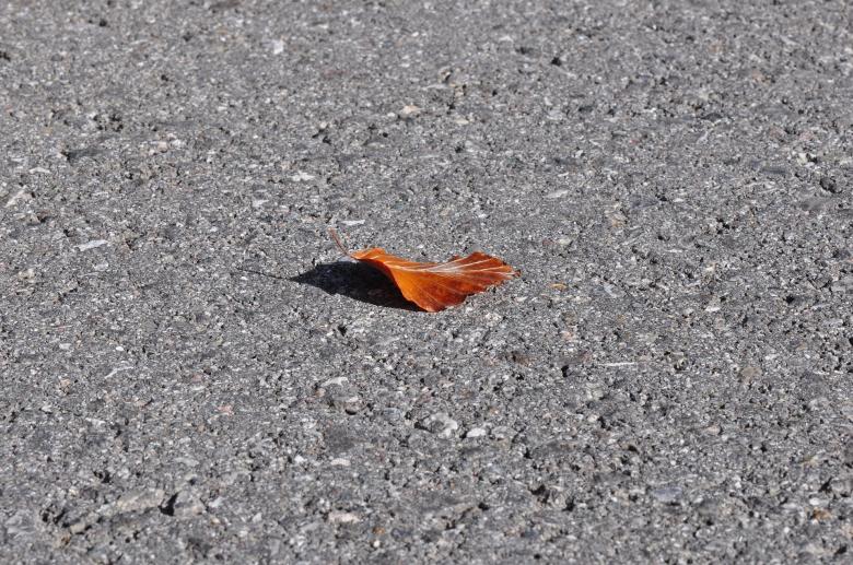 Free stock image of Fallen Leaf created by Pixabay