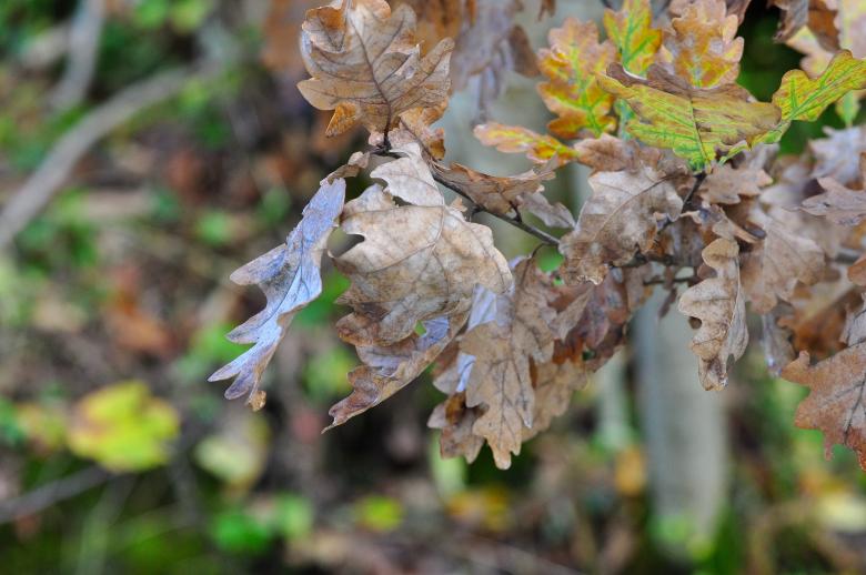 Free stock image of Dry Leaves created by Pixabay