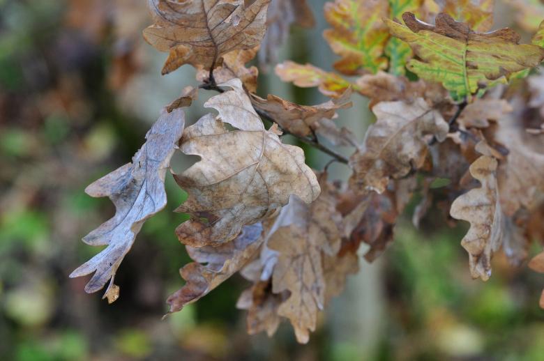 Free stock image of Dry created by Pixabay