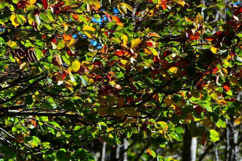 Free stock image of Colorful created by Pixabay