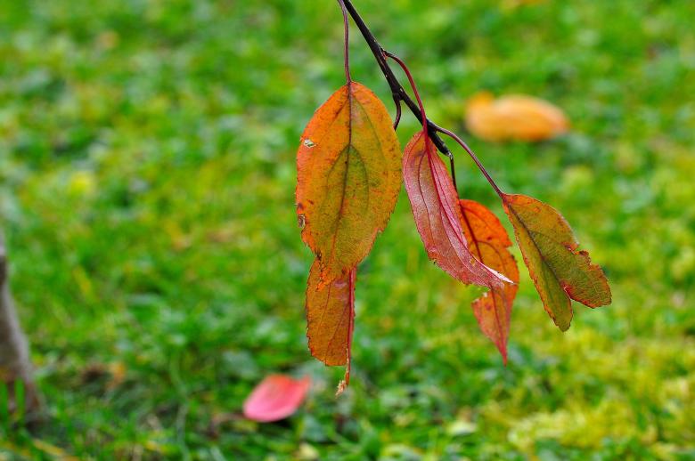 Free stock image of Autumn created by Pixabay