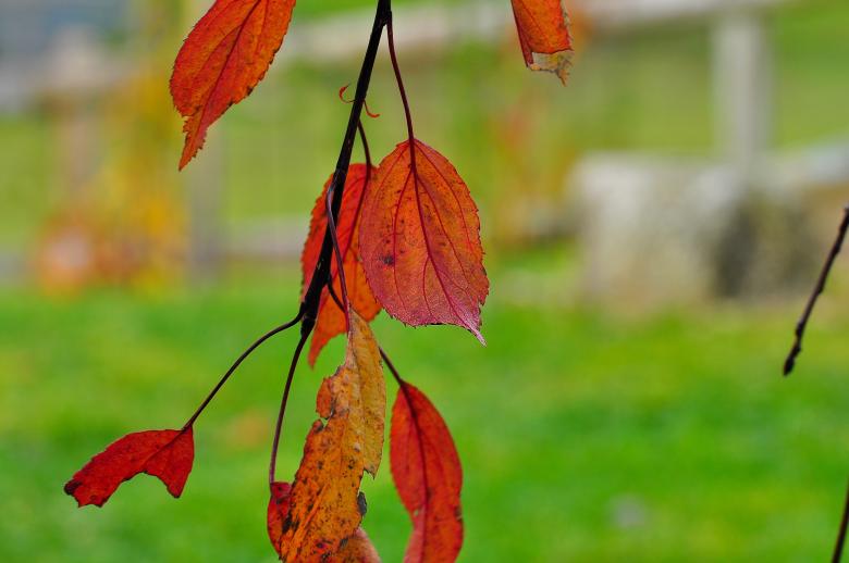 Free stock image of Dry Leaves created by Pixabay