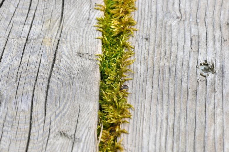 Free stock image of Moss created by Pixabay