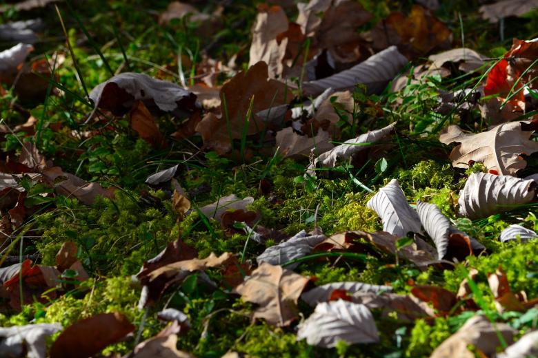 Free stock image of Dry Leaves created by Pixabay