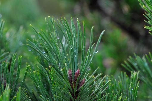 Free Stock Photo of Pine