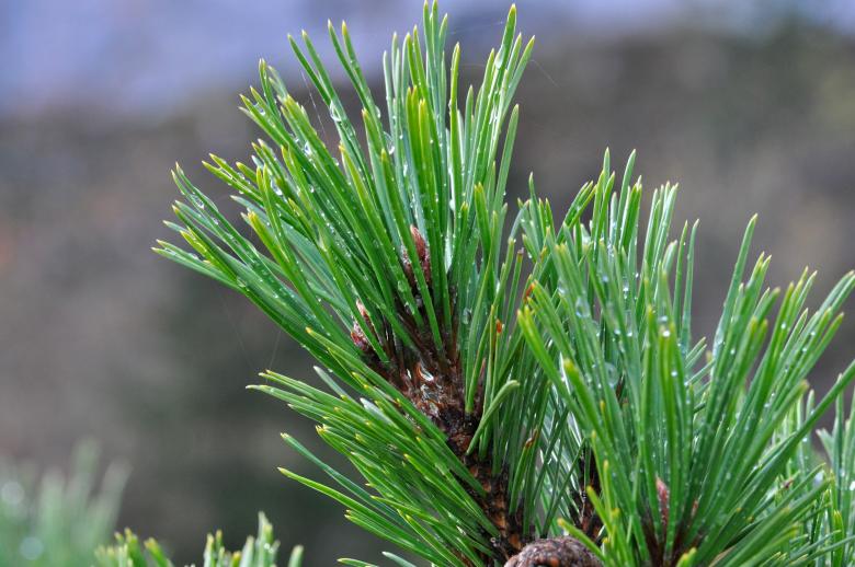 Free stock image of Branch created by Pixabay