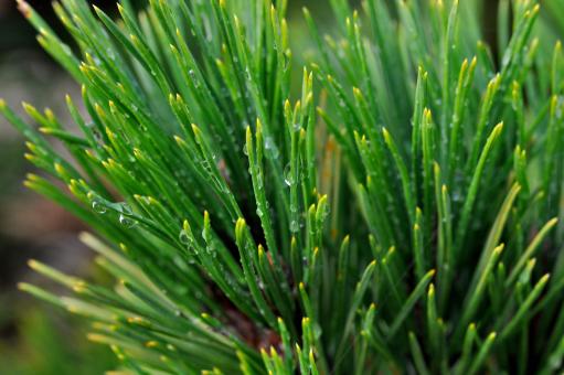 Free Stock Photo of Pine Branch