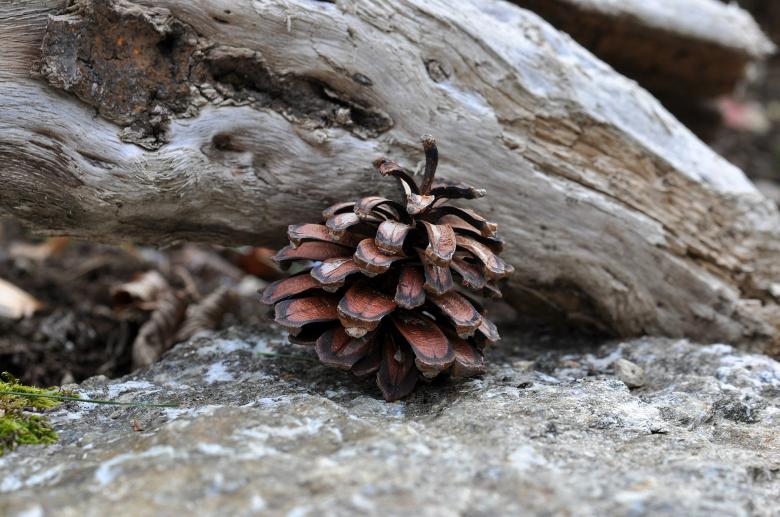 Free stock image of Pine Cone in Nature created by Pixabay