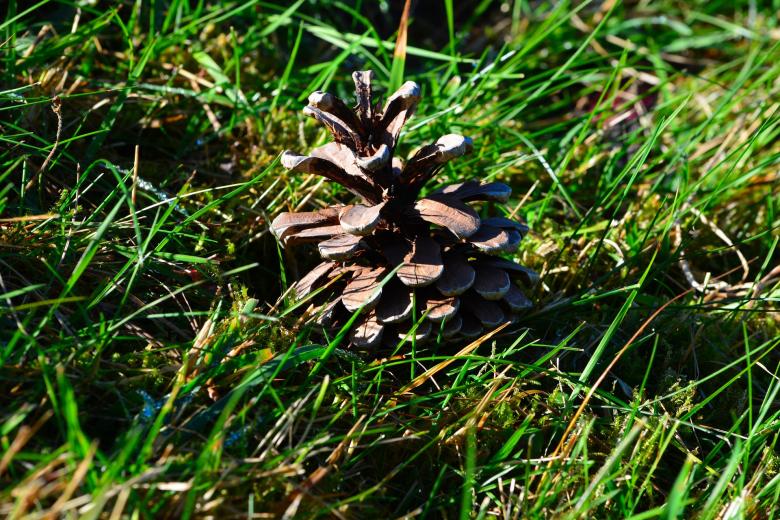 Free stock image of Pine Cone in Nature created by Pixabay