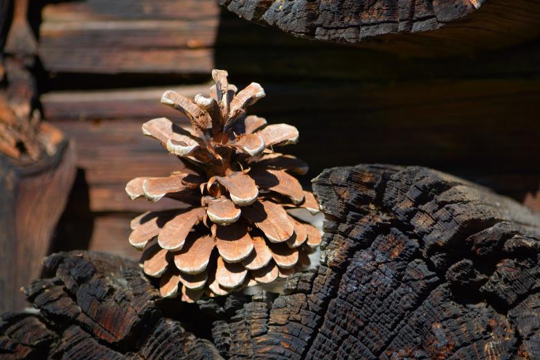 Free stock image of Pine Cones created by Pixabay