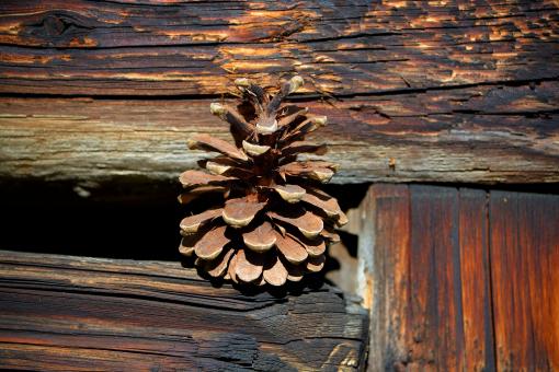 Free Stock Photo of Pine Cones