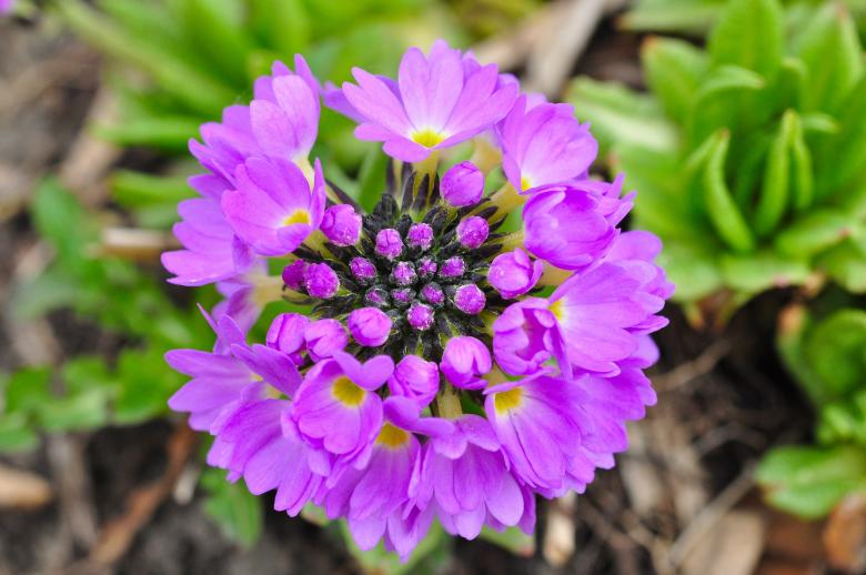 Free stock image of Primrose created by Pixabay