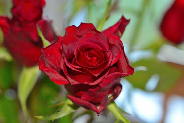 Free stock image of Beautiful Rose created by Pixabay