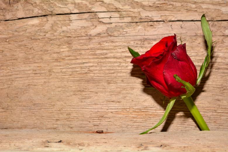 Free stock image of Red Rose created by Pixabay