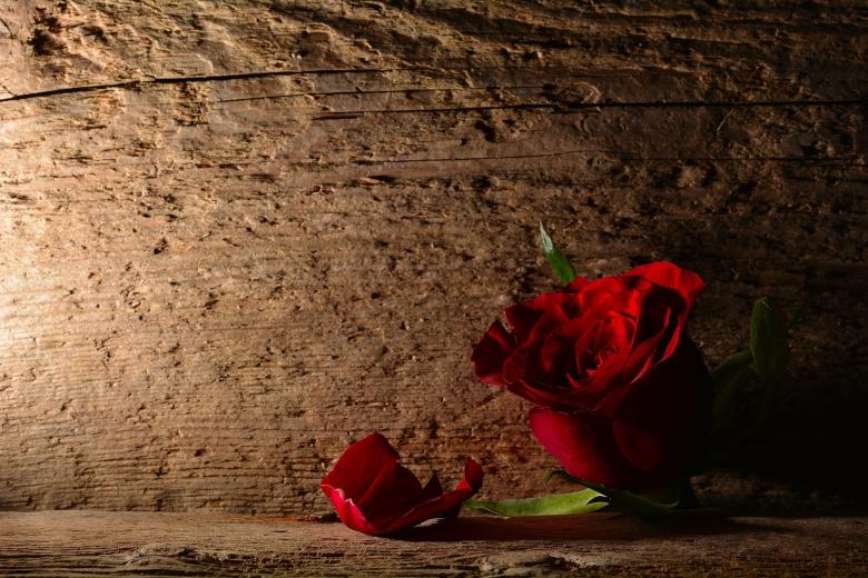 Free stock image of Rose created by Pixabay