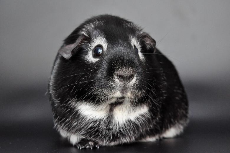 Free stock image of Guinea pig created by Pixabay