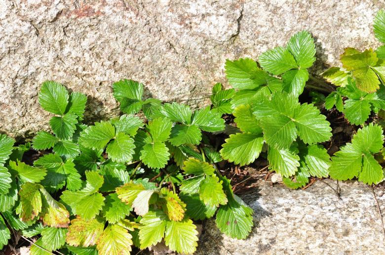 Free stock image of Strawberry Leaves created by Pixabay