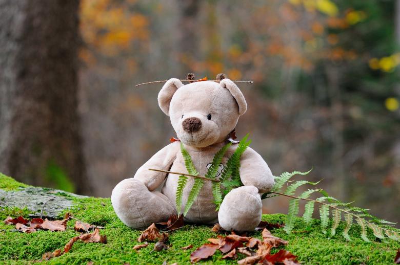 Free stock image of Bear created by Pixabay