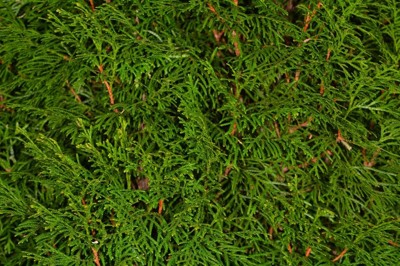 Free stock image of Thujene created by Pixabay