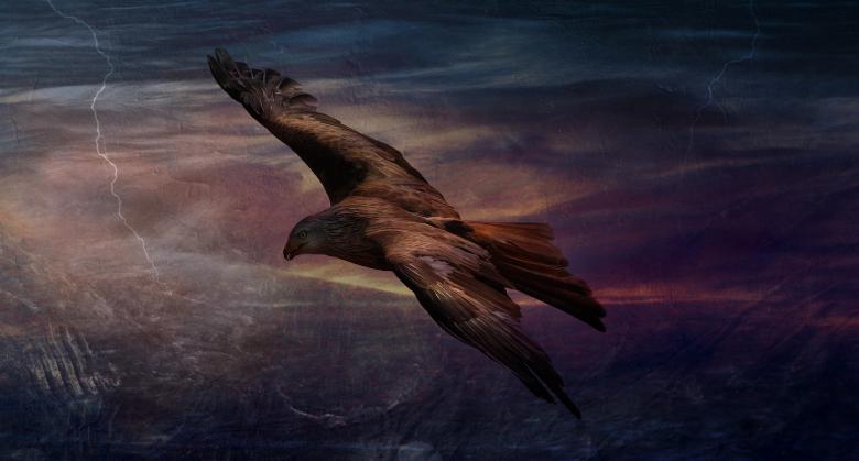 Free stock image of Adler created by Pixabay