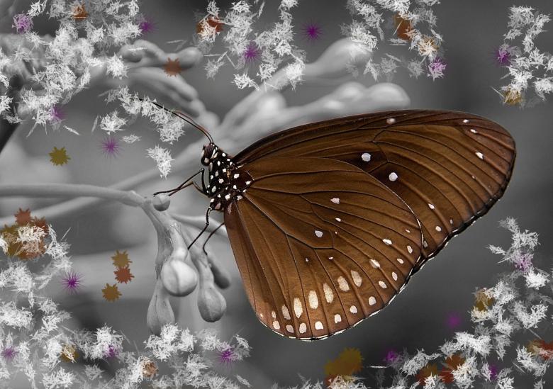 Free stock image of Wild created by Pixabay