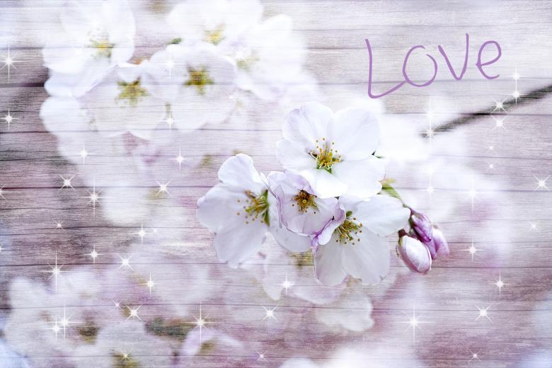 Free stock image of Cherry Blossom created by Pixabay
