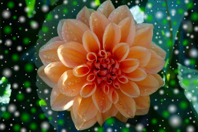 Free stock image of Dahlia created by Pixabay