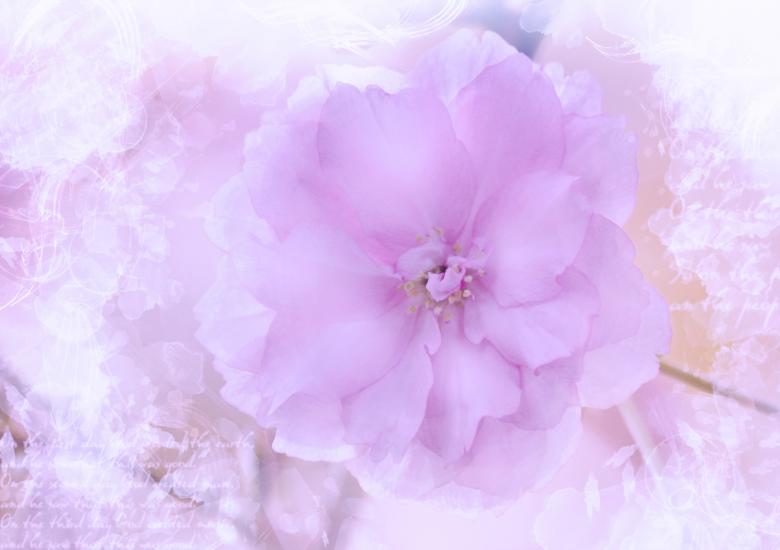 Free stock image of Pink Flower created by Pixabay