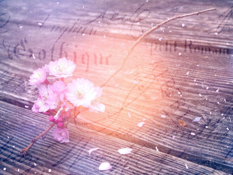 Free stock image of Flowering Twig created by Pixabay