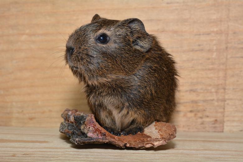 Free stock image of Guinea Pig created by Pixabay