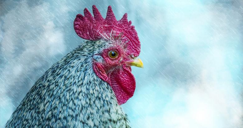 Free stock image of Hen created by Pixabay