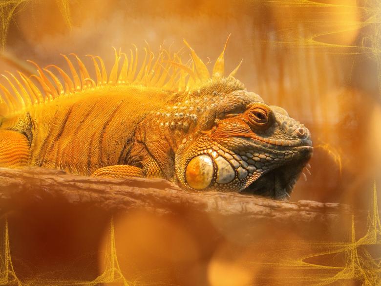 Free stock image of Iguana created by Pixabay