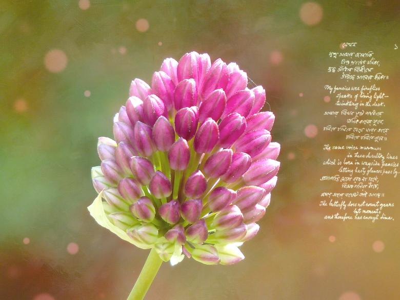 Free stock image of Leek created by Pixabay