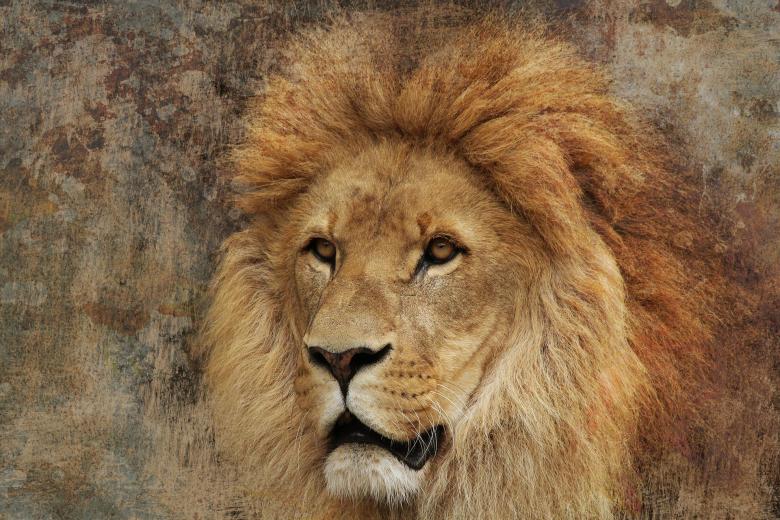 Free stock image of Lion created by Pixabay