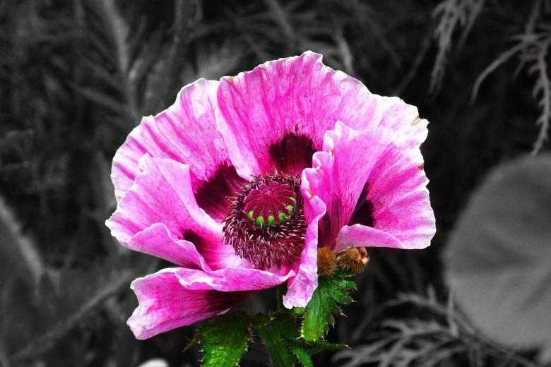 Free stock image of Poppy created by Pixabay