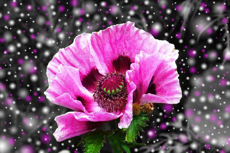 Free stock image of Pink Poppy created by Pixabay