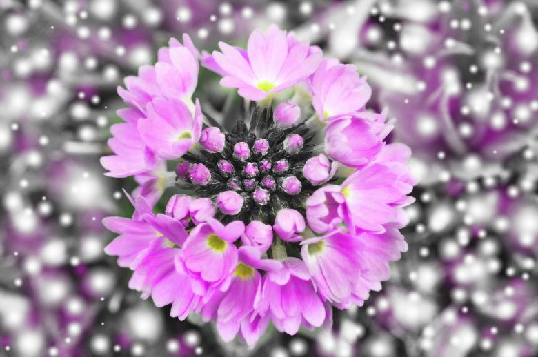 Free stock image of Primrose created by Pixabay