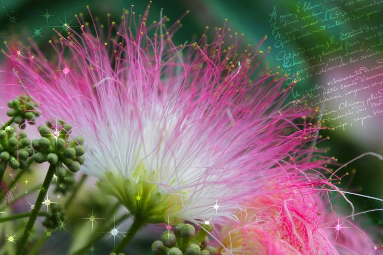 Free stock image of Rain Tree created by Pixabay