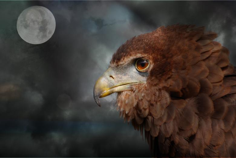 Free stock image of Raptor created by Pixabay
