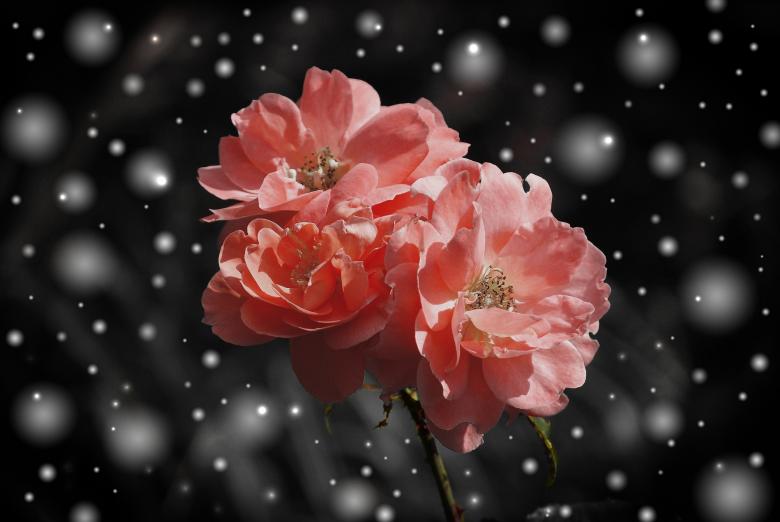 Free stock image of Edit created by Pixabay