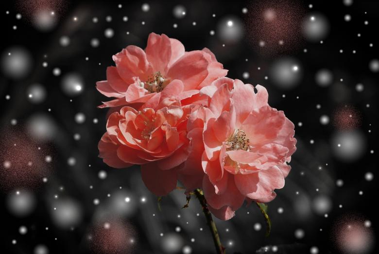 Free stock image of Rose created by Pixabay