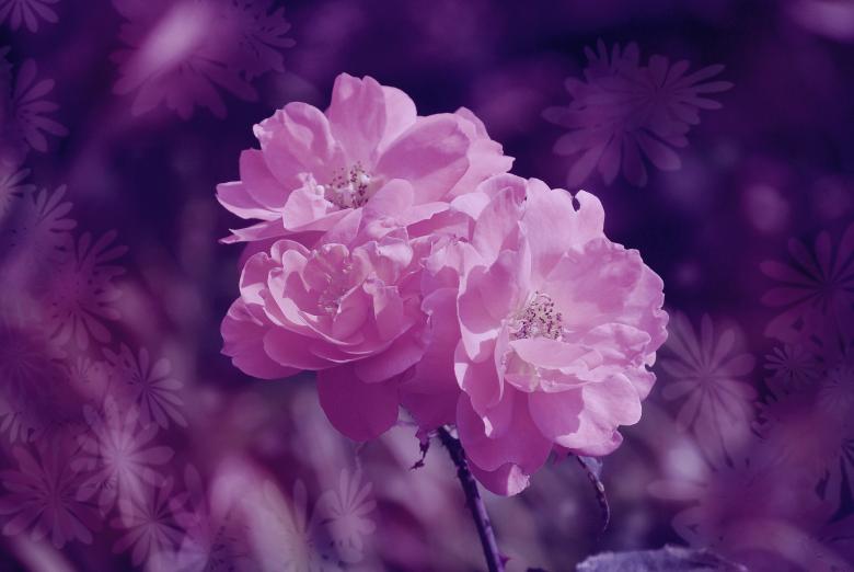 Free stock image of Pink created by Pixabay