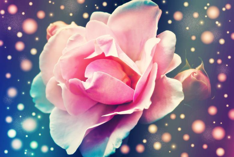 Free stock image of Fragrance created by Pixabay