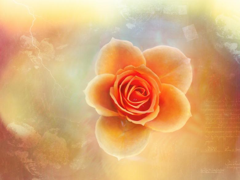 Free stock image of Rose created by Pixabay