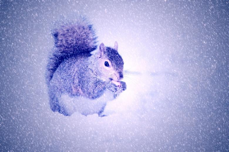 Free stock image of Squirrel in Winter created by Pixabay