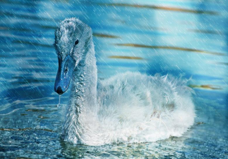 Free stock image of Swan created by Pixabay