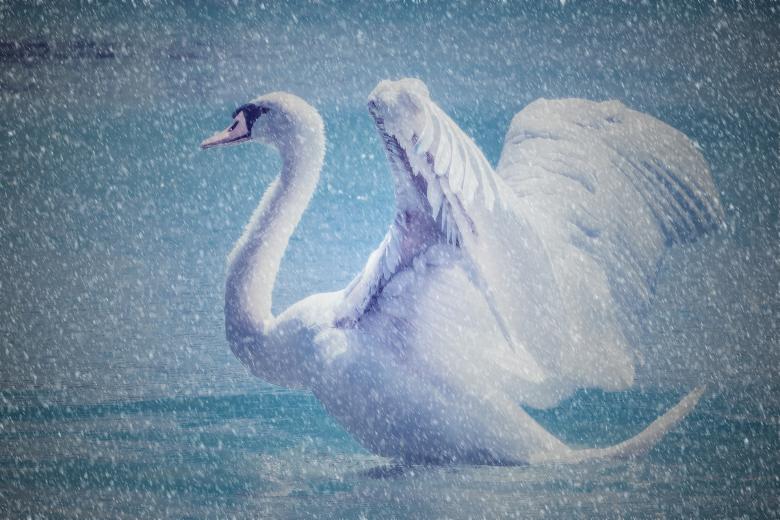 Free stock image of Swan created by Pixabay